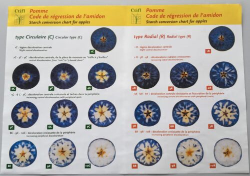 Planche test amidon - Pomme